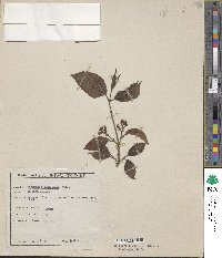 Viburnum erubescens image