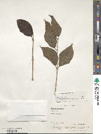 Viburnum erubescens image