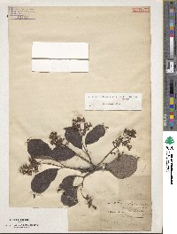 Viburnum erubescens image