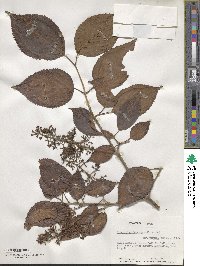 Viburnum erubescens image