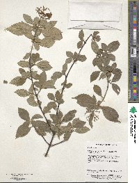 Viburnum foetidum image