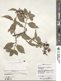 Viburnum foetidum image