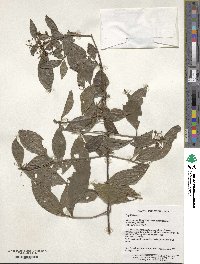 Viburnum foetidum image