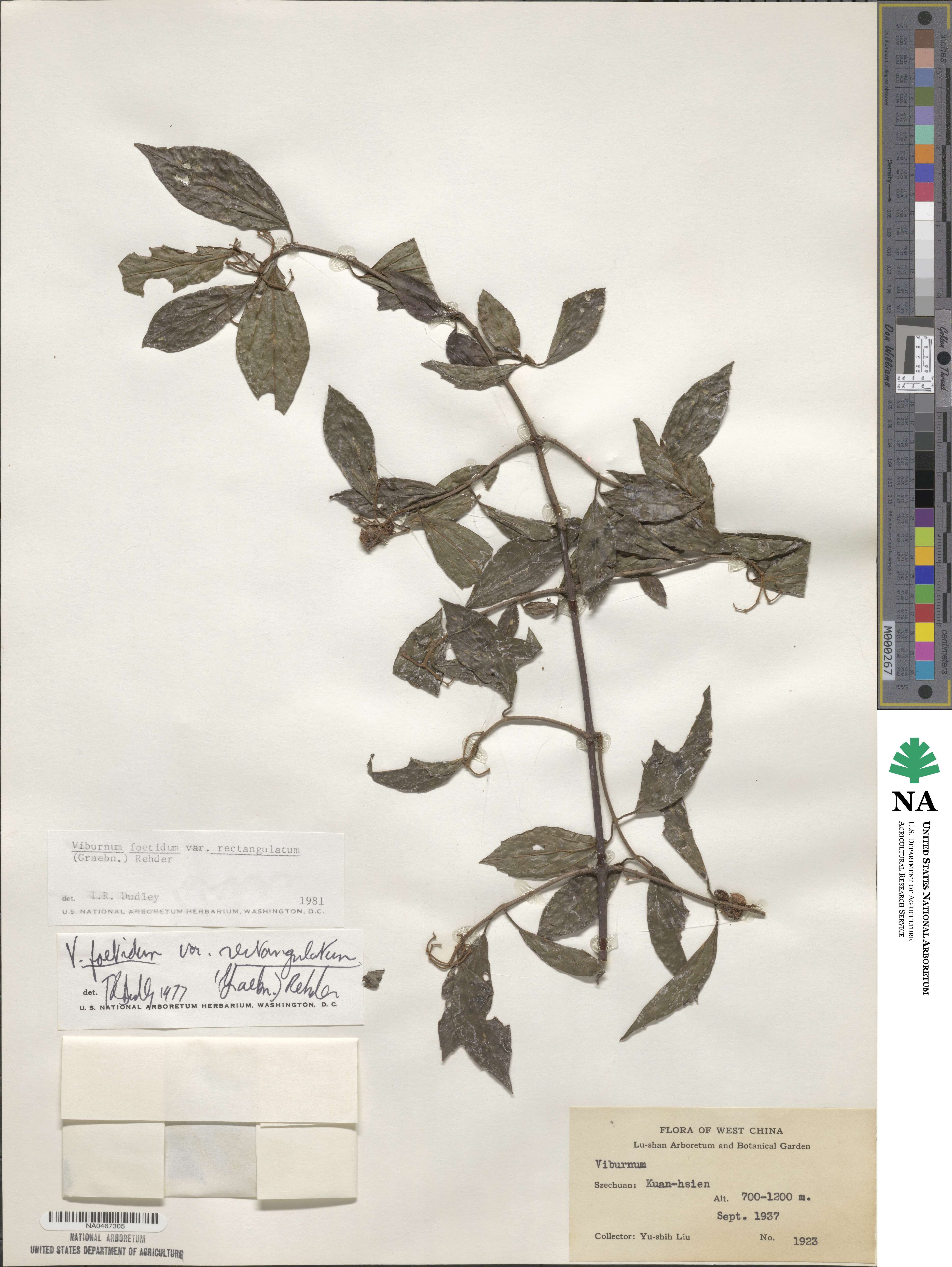 Viburnum foetidum image