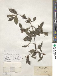 Viburnum foetidum image