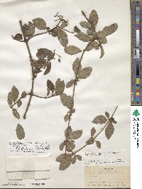 Viburnum foetidum image