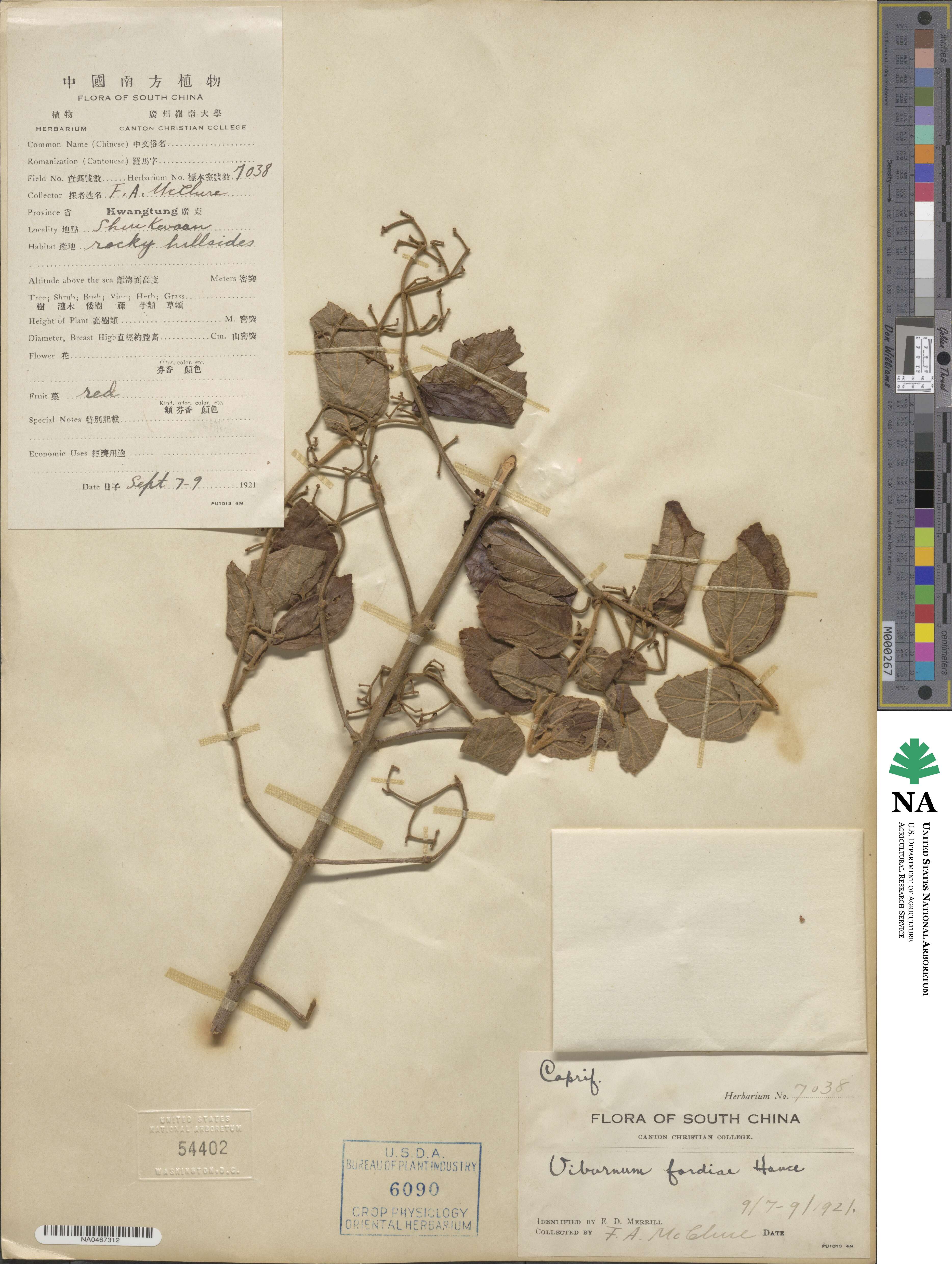 Viburnum fordiae image