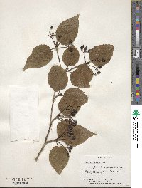 Viburnum furcatum image