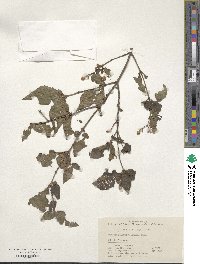 Viburnum erosum var. taquetii image