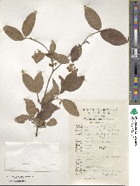 Viburnum erosum image