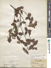 Viburnum erosum image