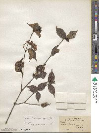 Viburnum erosum image