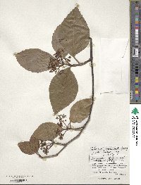 Viburnum japonicum image