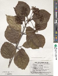 Viburnum japonicum image