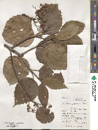 Viburnum japonicum image