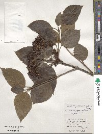 Viburnum japonicum image