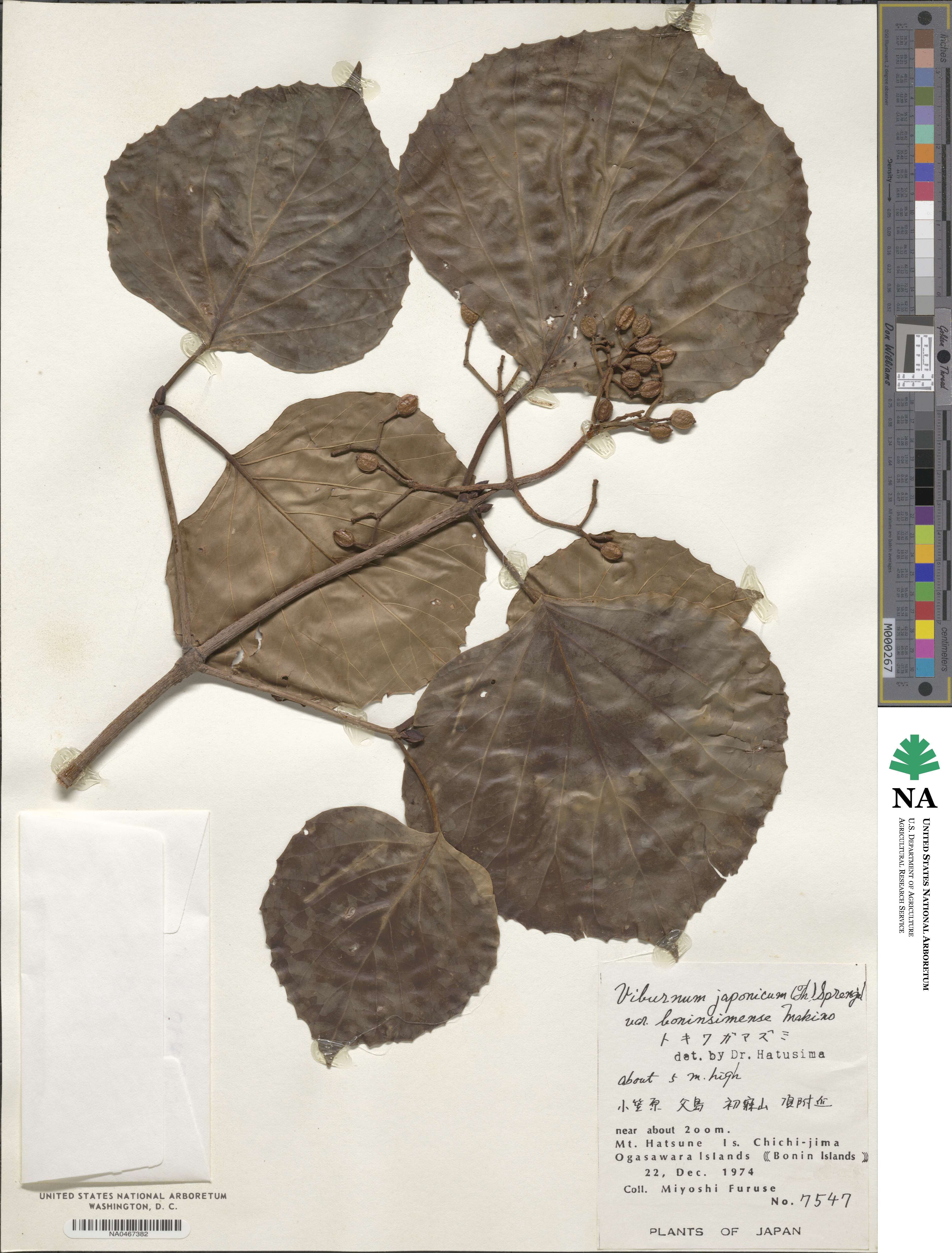 Viburnum japonicum image