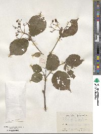 Viburnum betulifolium image