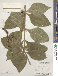 Triosteum aurantiacum image