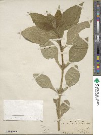 Triosteum aurantiacum image