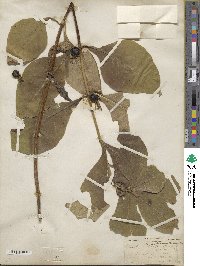 Triosteum aurantiacum image