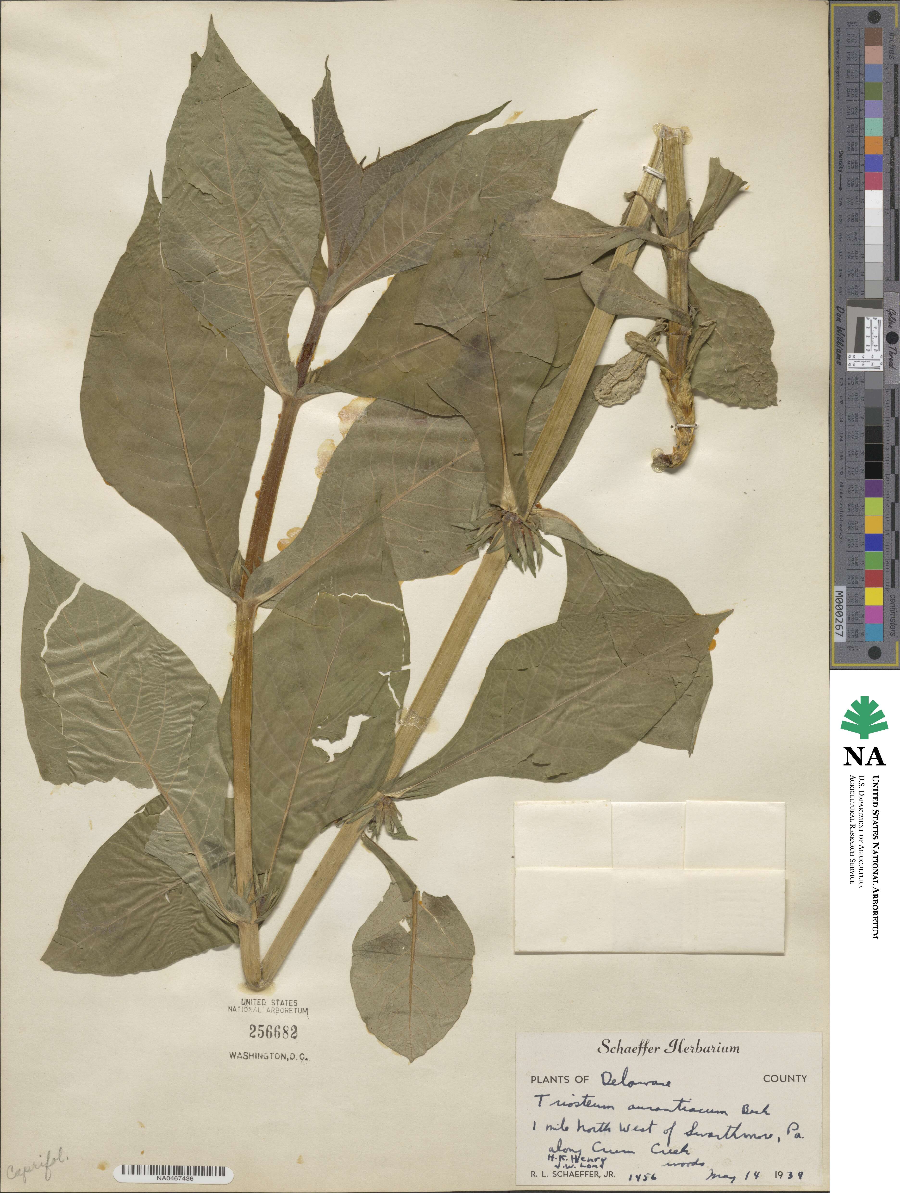 Triosteum aurantiacum image