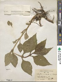 Triosteum aurantiacum image