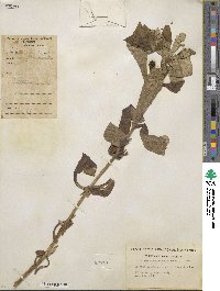 Triosteum aurantiacum image