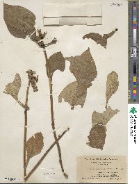 Triosteum aurantiacum image