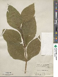 Triosteum aurantiacum image