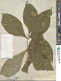 Triosteum aurantiacum image