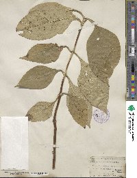 Triosteum aurantiacum image
