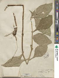 Triosteum aurantiacum image