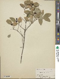 Symphoricarpos albus image