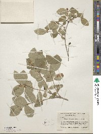 Symphoricarpos albus image