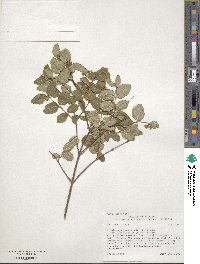 Symphoricarpos albus var. laevigatus image