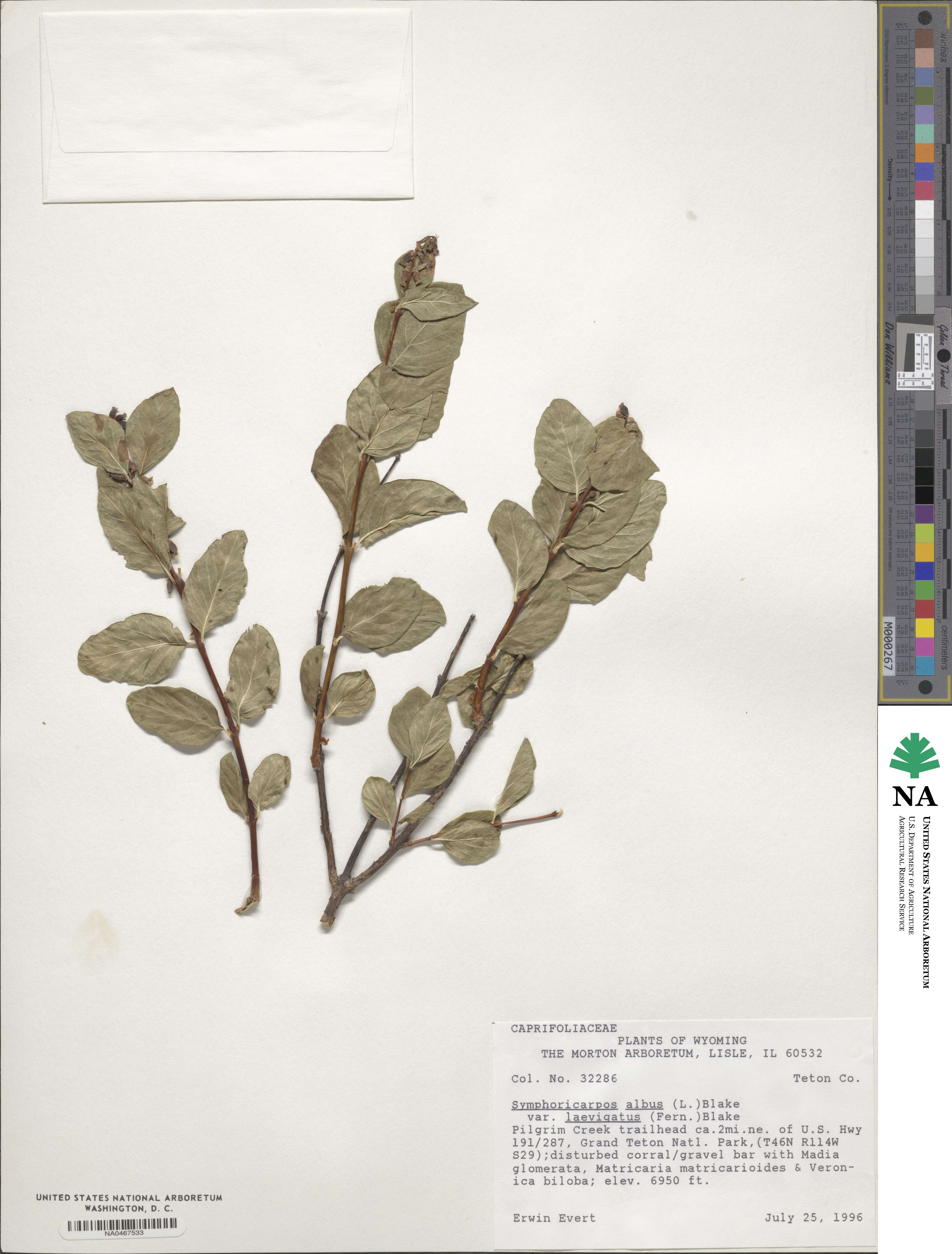 Symphoricarpos albus var. laevigatus image