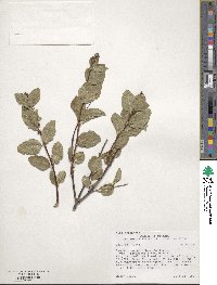 Symphoricarpos albus var. laevigatus image