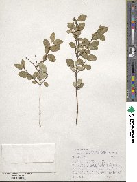 Symphoricarpos albus var. laevigatus image