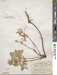 Symphoricarpos albus image