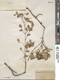 Symphoricarpos albus image