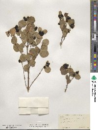 Symphoricarpos mollis image