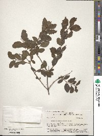 Symphoricarpos occidentalis image