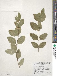 Symphoricarpos occidentalis image