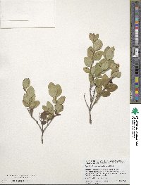 Symphoricarpos occidentalis image