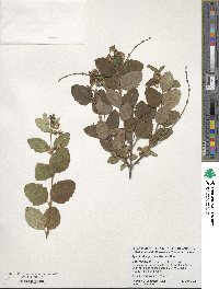 Symphoricarpos occidentalis image