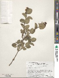 Symphoricarpos occidentalis image