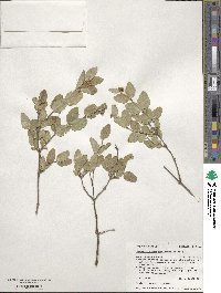 Symphoricarpos occidentalis image