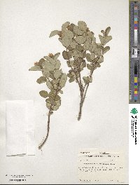 Symphoricarpos occidentalis image