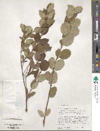 Symphoricarpos occidentalis image